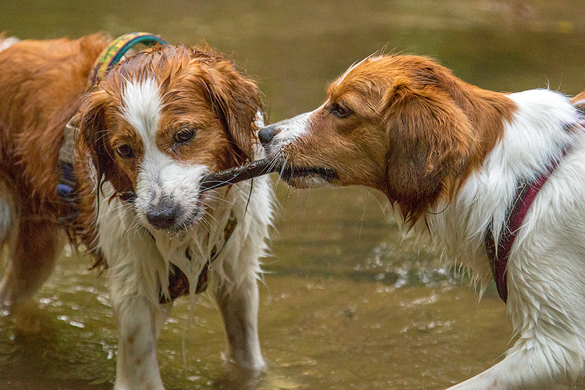 Kooikerhondje aus Langenhorn