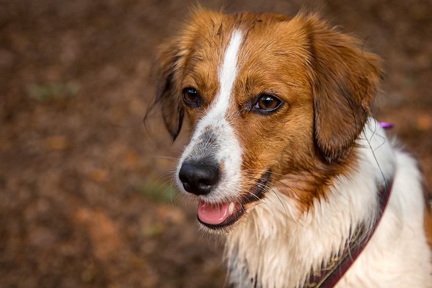 Kooikerhondje aus Langenhorn