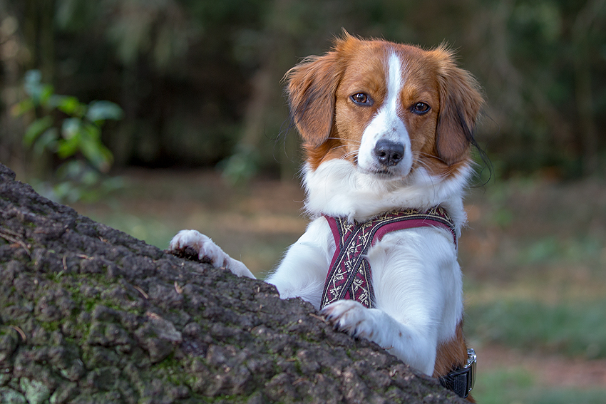 Kooikerhondje aus Langenhorn