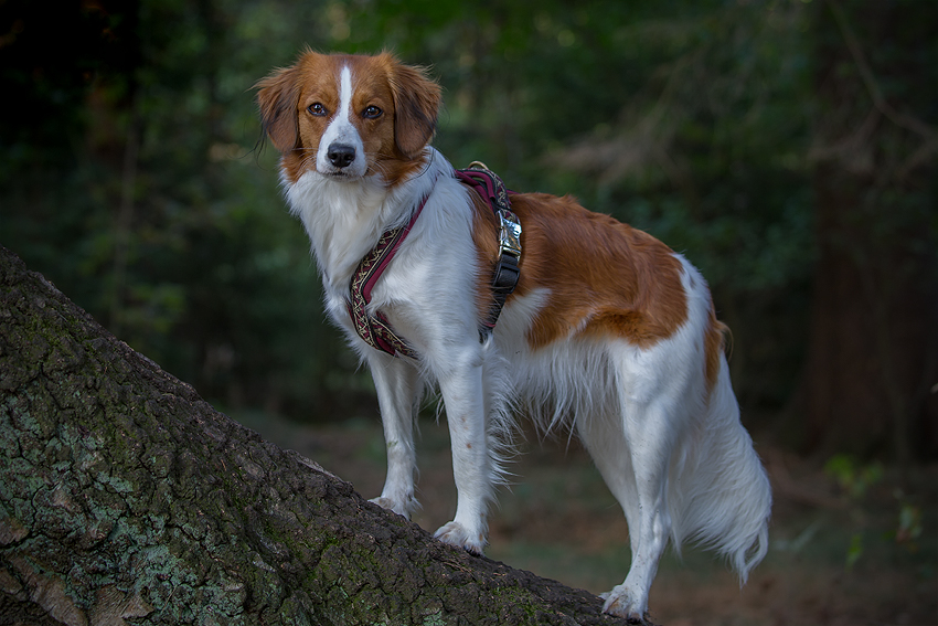 Kooikerhondje aus Langenhorn