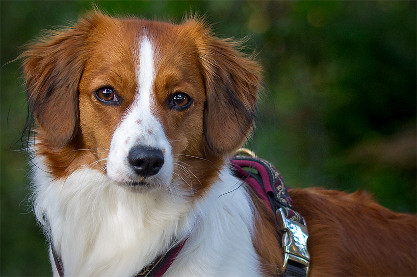 Kooikerhondje aus Langenhorn