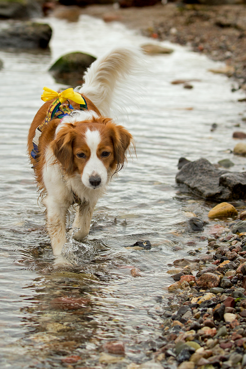 Kooikerhondje aus Langenhorn