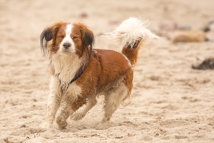 Ostsee - Kooikerspaziergang 02-2018