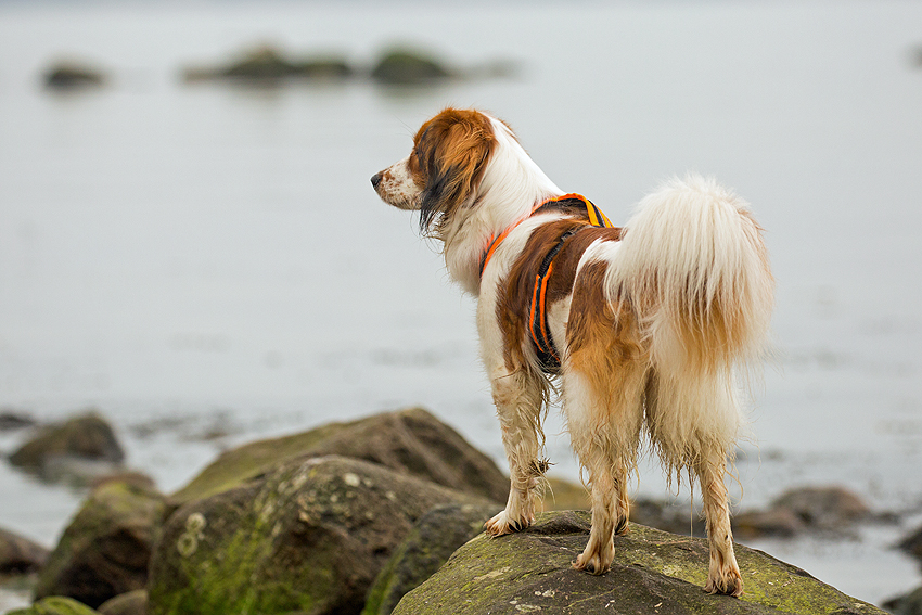 Ostsee - Kooikerspaziergang 02-2018