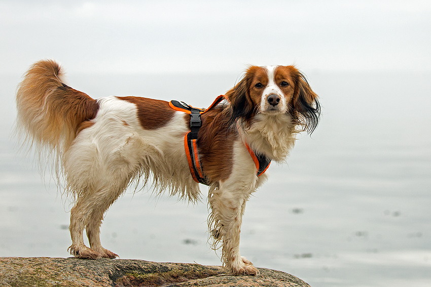 Ostsee - Kooikerspaziergang 02-2018