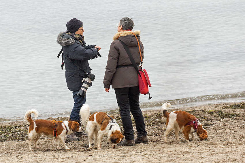 Ostsee - Kooikerspaziergang 02-2018