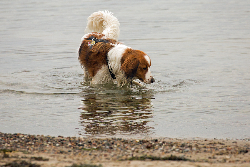 Ostsee - Kooikerspaziergang 02-2018