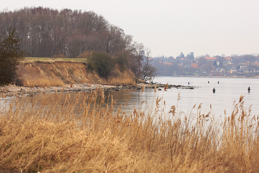 Ostsee - Kooikerspaziergang 02-2018