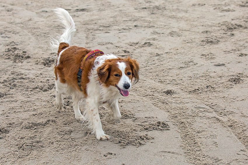 Kooikerhondje in Dänemark 2018