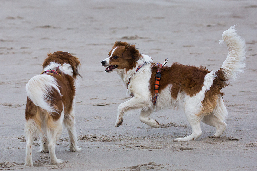 Kooikerhondje in Dänemark 2018