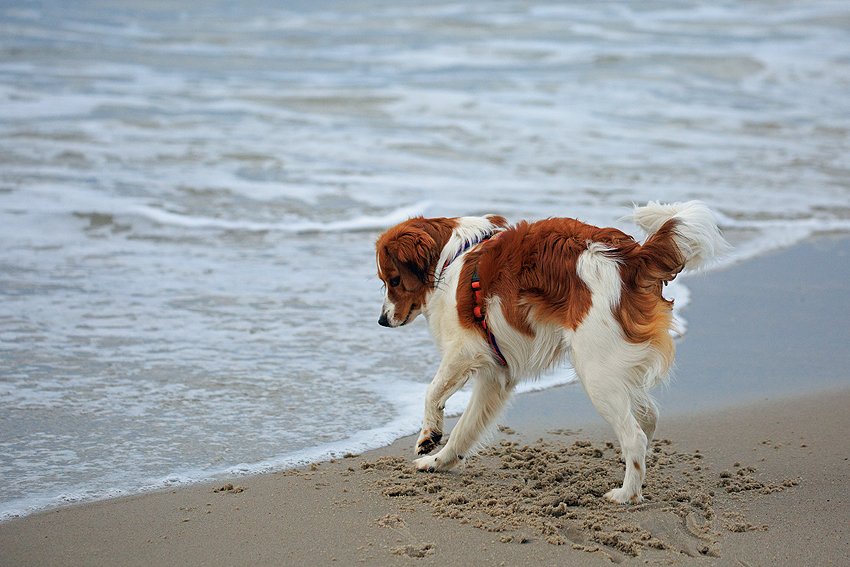 Kooikerhondje in Dänemark 2018