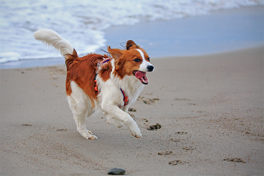 Kooikerhondje in Dänemark 2018