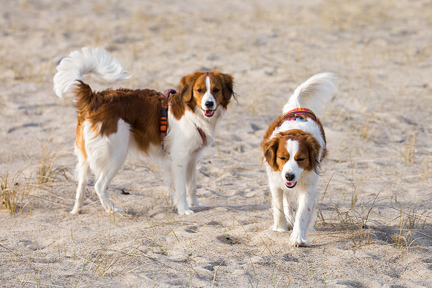 Kooikerhondje in Dänemark 2018