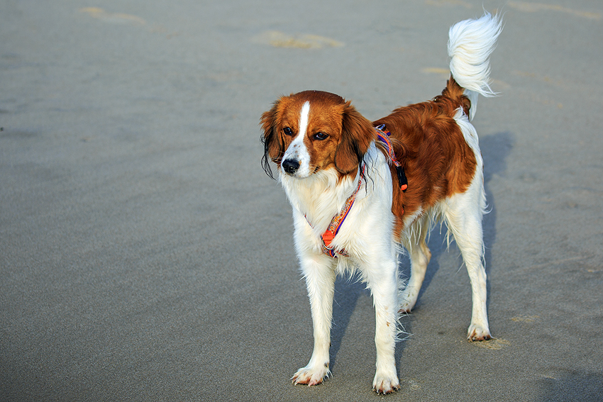 Kooikerhondje in Dänemark 2018