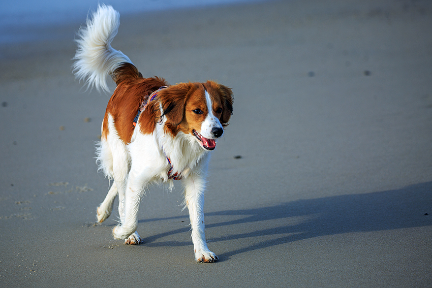 Kooikerhondje in Dänemark 2018