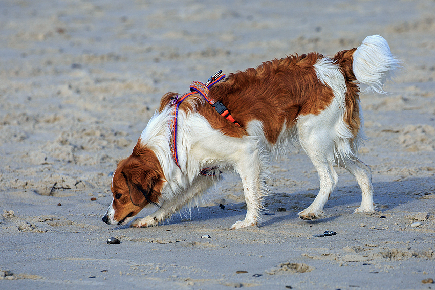 Kooikerhondje in Dänemark 2018