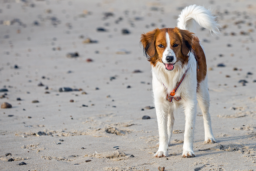 Kooikerhondje in Dänemark 2018