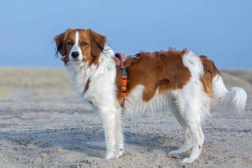 Kooikerhondje in Dänemark 2018