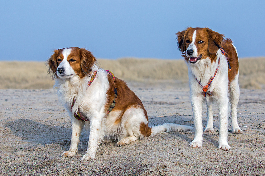 Kooikerhondje in Dänemark 2018