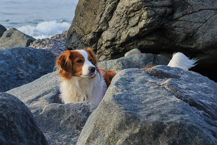 Kooikerhondje in Dänemark 2018