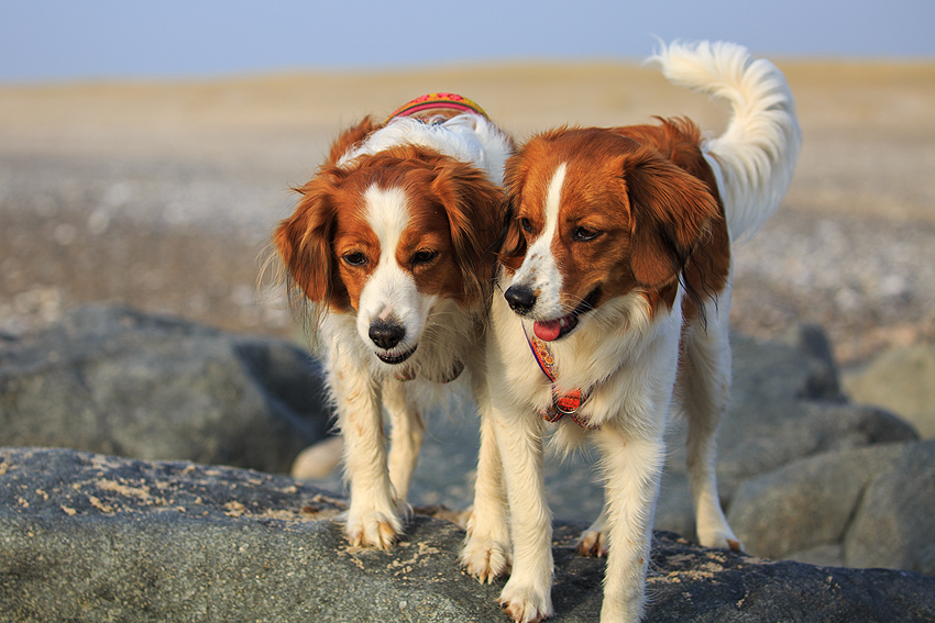 Kooikerhondje aus Langenhorn