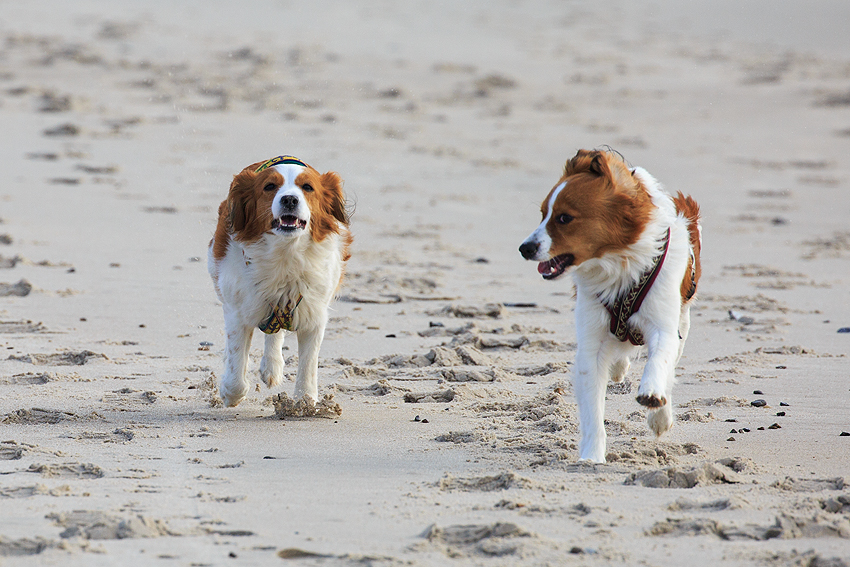 Kooikerhondje in Dänemark 2018