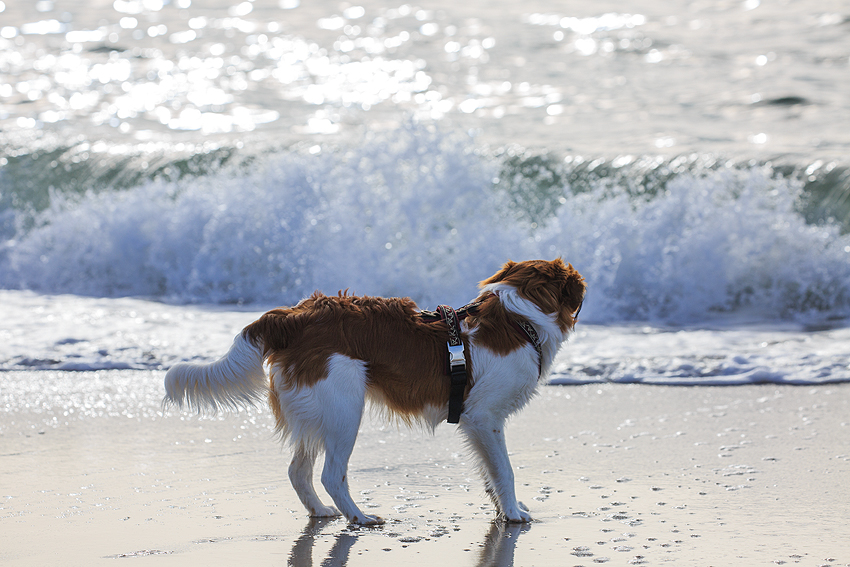 Kooikerhondje in Dänemark 2018