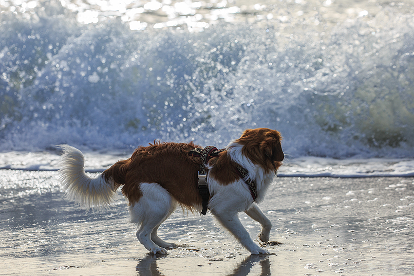 Kooikerhondje in Dänemark 2018