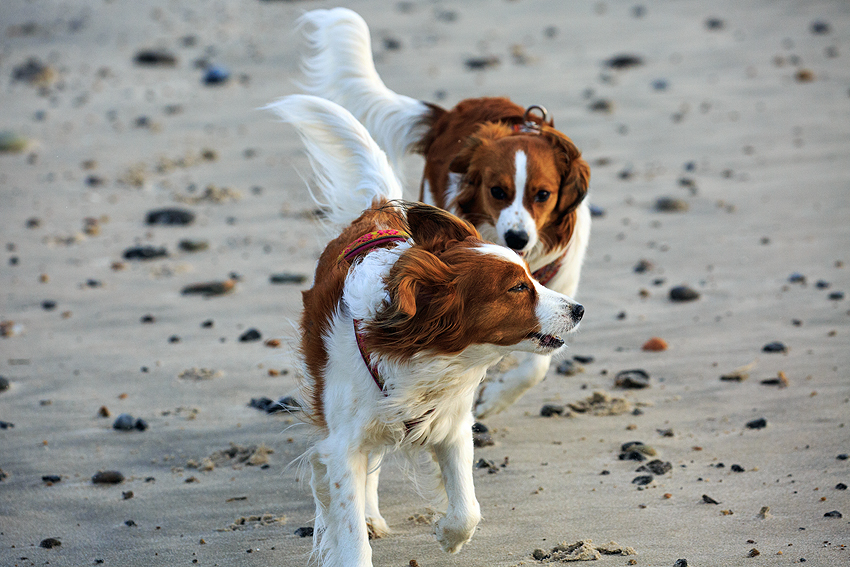 Kooikerhondje in Dänemark 2018