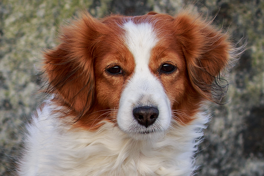 Kooikerhondje in Dänemark 2018