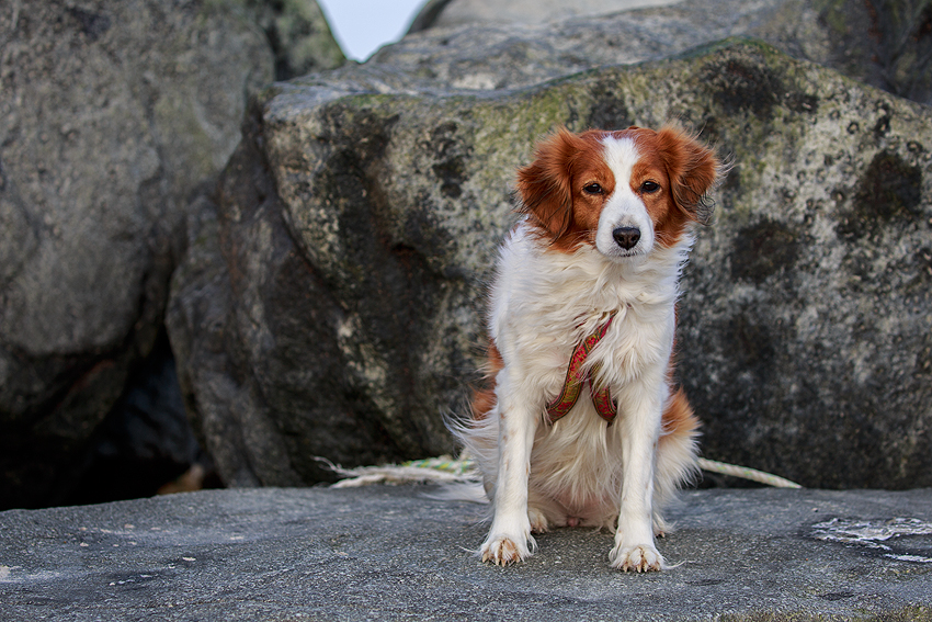 Kooikerhondje in Dänemark 2018