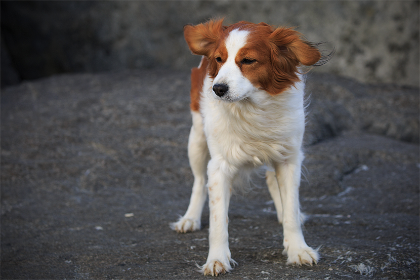 Kooikerhondje in Dänemark 2018