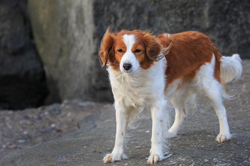 Kooikerhondje in Dänemark 2018