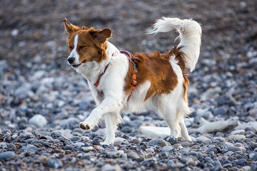 Kooikerhondje in Dänemark 2018