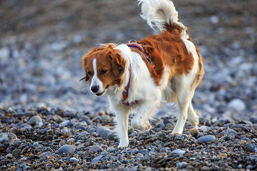 Kooikerhondje in Dänemark 2018