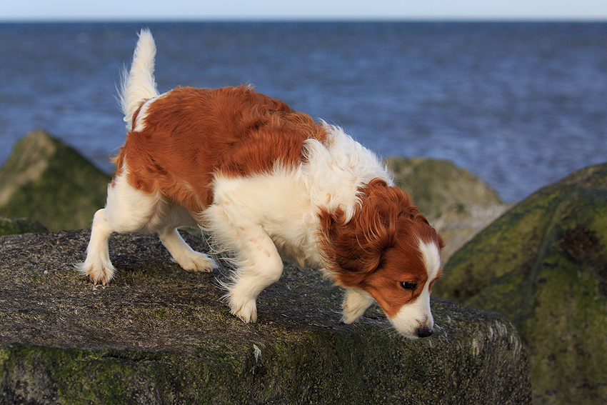 Kooikerhondje in Dänemark 2018