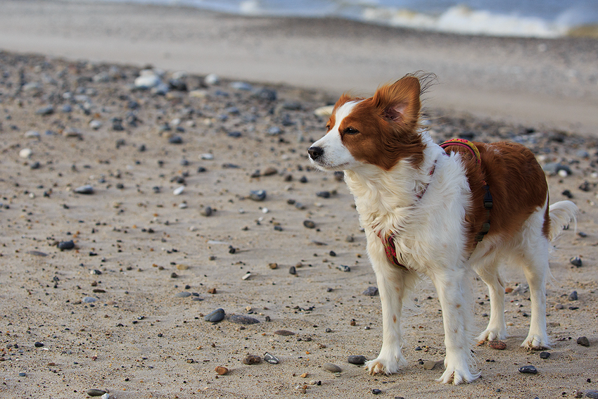 Kooikerhondje in Dänemark 2018