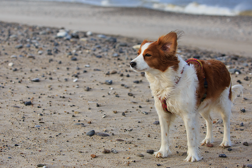 Kooikerhondje in Dänemark 2018