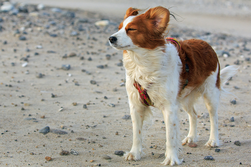 Kooikerhondje in Dänemark 2018