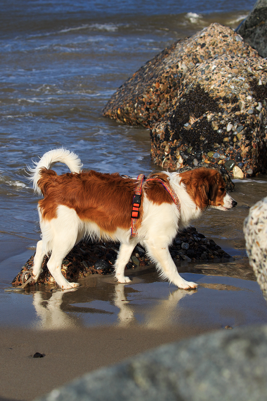 Kooikerhondje in Dänemark 2018