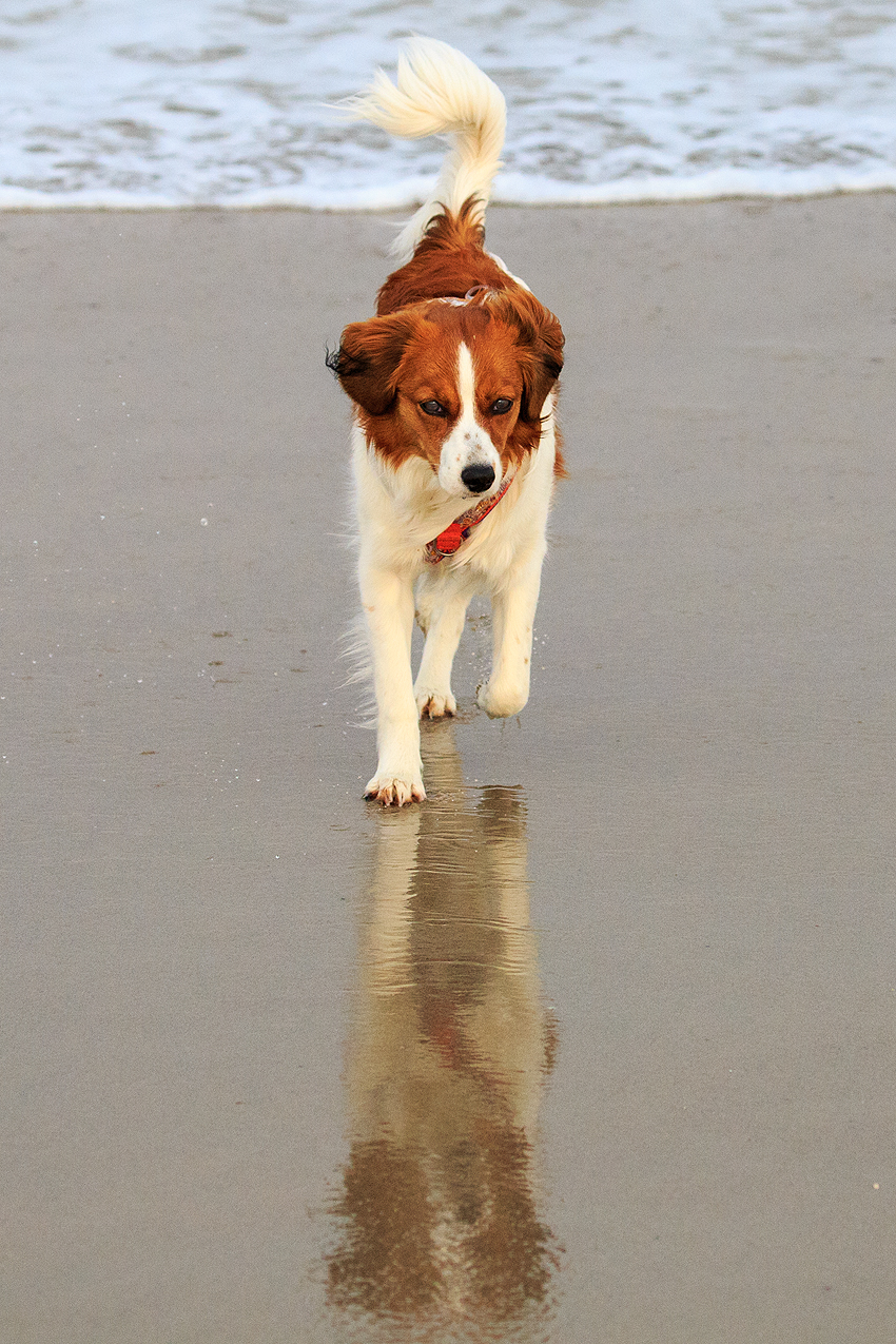 Kooikerhondje in Dänemark 2018