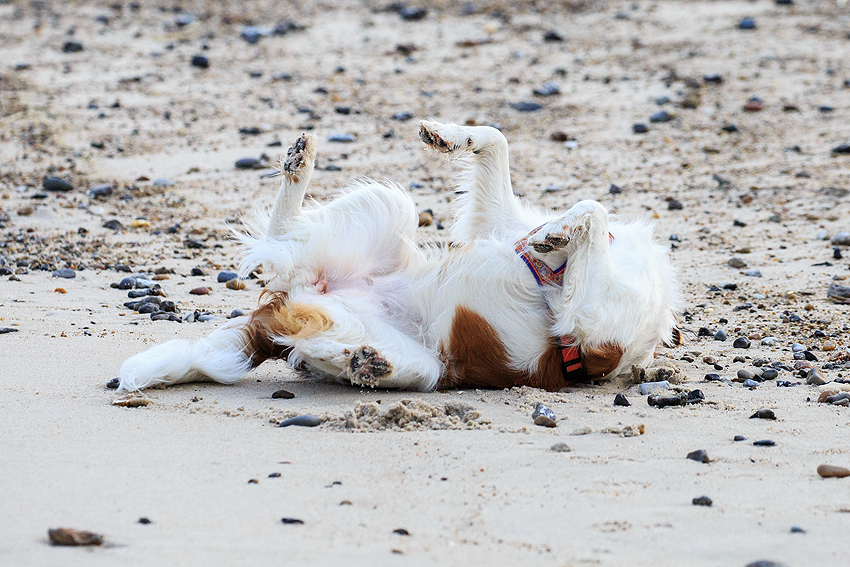 Kooikerhondje in Dänemark 2018