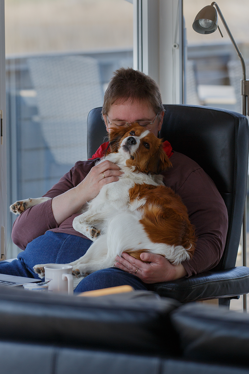 Kooikerhondje in Dänemark 2018