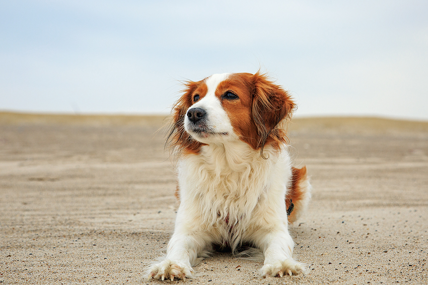 Kooikerhondje in Dänemark 2018