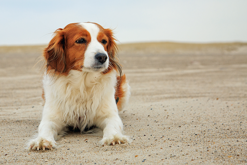 Kooikerhondje in Dänemark 2018