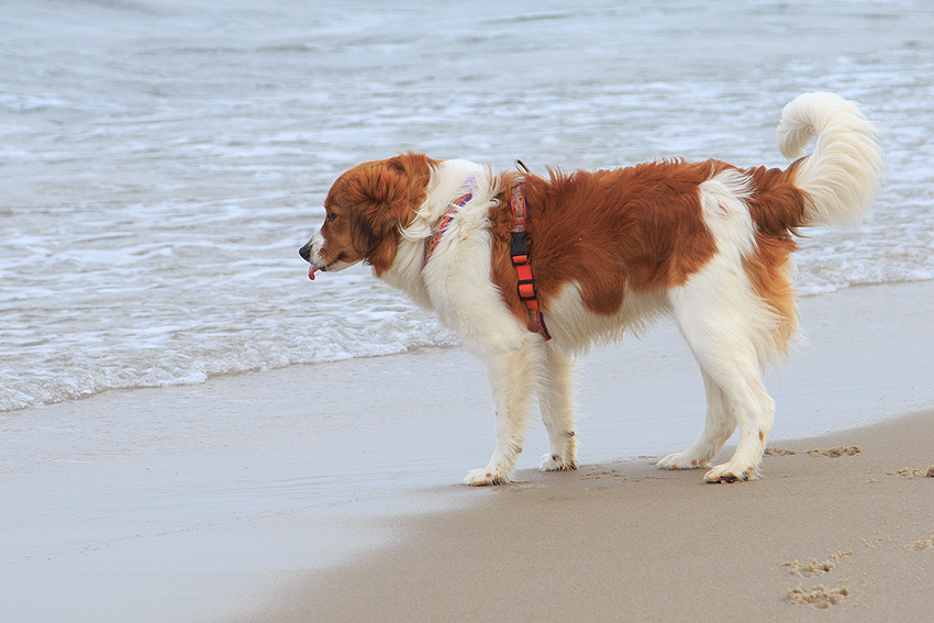 Kooikerhondje in Dänemark 2018