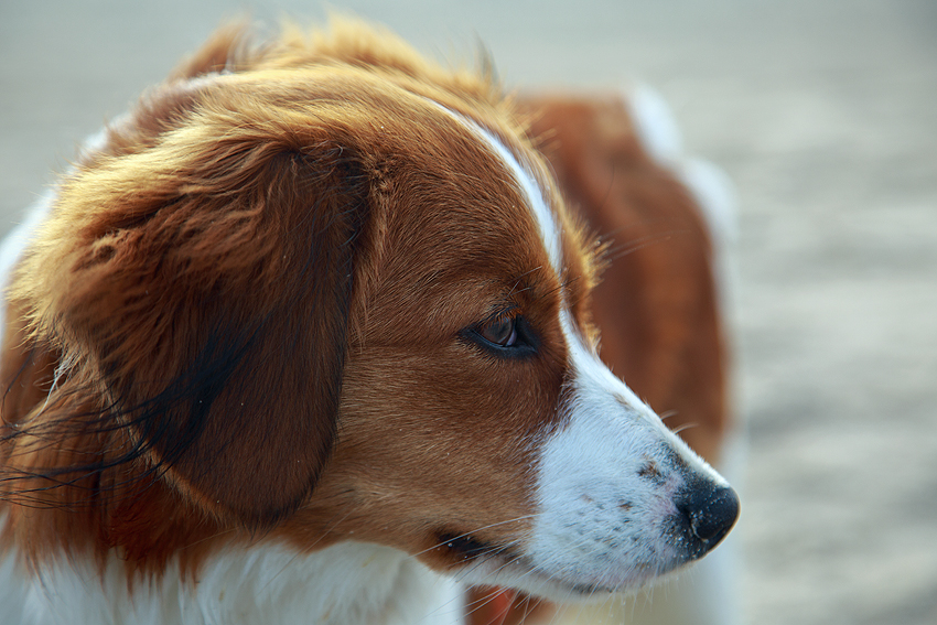 Kooikerhondje in Dänemark 2018