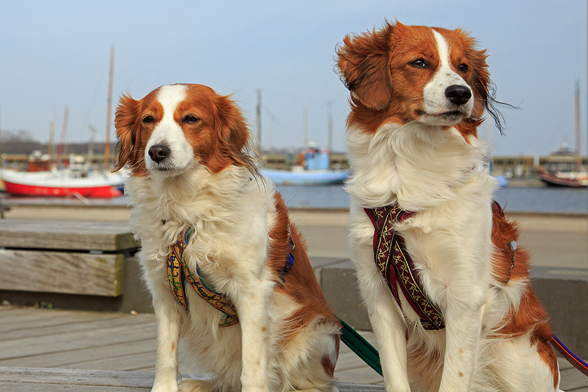 Kooikerhondje in Dänemark 2018