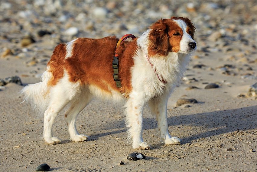 Kooikerhondje in Dänemark 2018