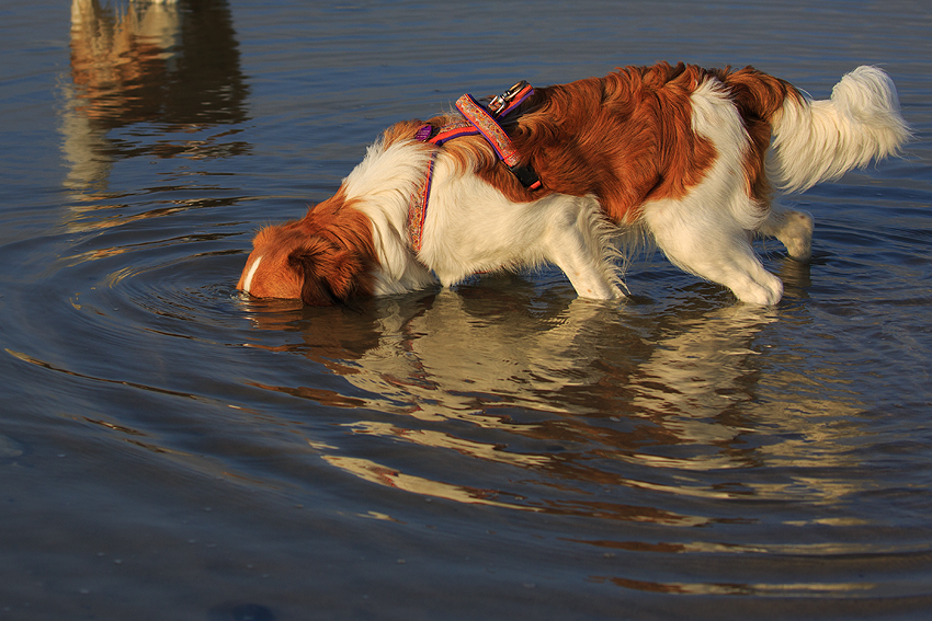 Kooikerhondje in Dänemark 2018